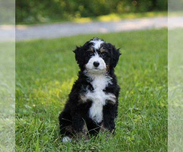 Medium Photo #4 Bernedoodle Puppy For Sale in FREDERICKSBURG, OH, USA