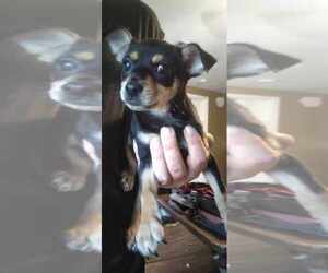 Chipin Puppy for sale in PINELLAS PARK, FL, USA
