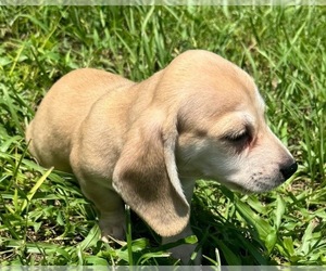 Dachshund Puppy for sale in AUGUSTA, GA, USA