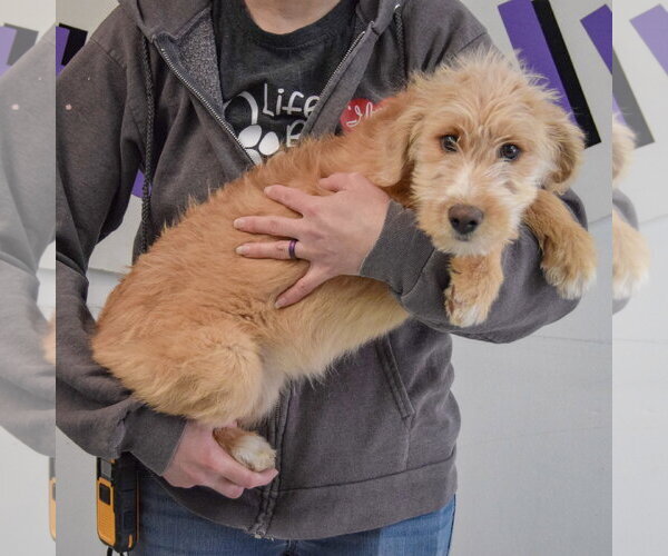 Medium Photo #2 Mutt Puppy For Sale in Huntley, IL, USA