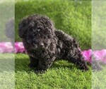 Small #3 Poodle (Toy)