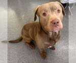 Ronnie - Male Mutt Dog for Adoption - Small photo