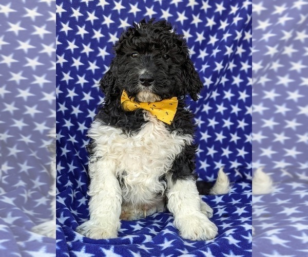 Medium Photo #5 Miniature Bernedoodle-Poodle (Miniature) Mix Puppy For Sale in QUARRYVILLE, PA, USA