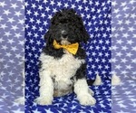 Small Photo #5 Miniature Bernedoodle-Poodle (Miniature) Mix Puppy For Sale in QUARRYVILLE, PA, USA