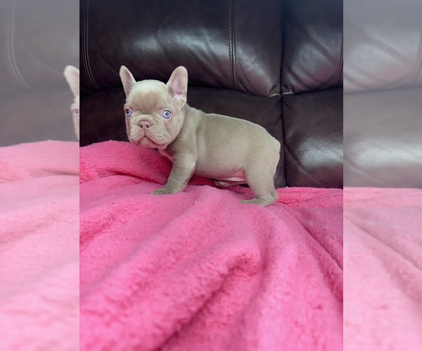 Medium Photo #2 French Bulldog Puppy For Sale in SACRAMENTO, CA, USA
