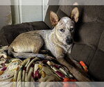Small #5 Mutt
