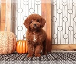 Small #1 Goldendoodle