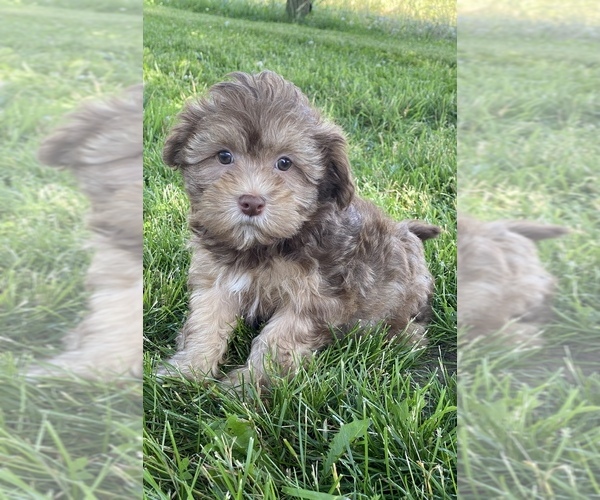 Medium Photo #1 Lhasa-Poo Puppy For Sale in CANOGA, NY, USA
