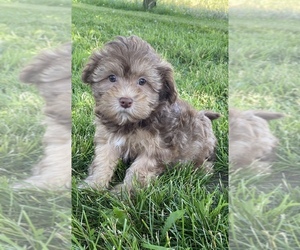 Lhasa-Poo Dog for Adoption in CANOGA, New York USA