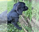 Small #3 Flat Coated Retriever-Golden Retriever Mix