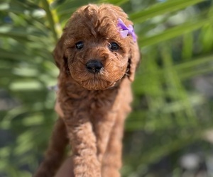 Goldendoodle (Miniature) Puppy for sale in MENIFEE, CA, USA