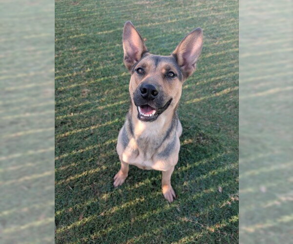 Medium Photo #4 German Shepherd Dog-Unknown Mix Puppy For Sale in Redlands, CA, USA