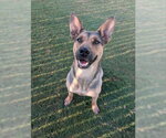 Small #3 German Shepherd Dog Mix