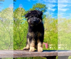 German Shepherd Dog Puppy for sale in GADSDEN, AL, USA