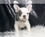 Small #3 French Bulldog