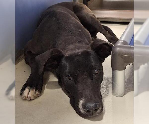 Medium Photo #1 Great Dane-Unknown Mix Puppy For Sale in Bakersfield, CA, USA