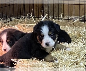 Bernese Mountain Dog Puppy for Sale in ARLINGTON, Washington USA