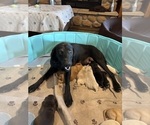 Small Photo #1 Labrador Retriever Puppy For Sale in LEASBURG, MO, USA