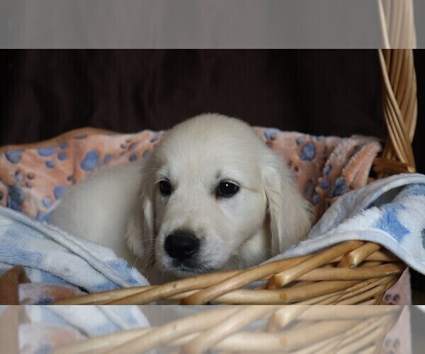 Medium Photo #4 English Cream Golden Retriever Puppy For Sale in LANCASTER, WI, USA