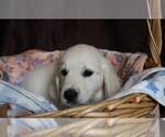Small #3 English Cream Golden Retriever