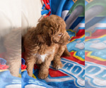 Small Photo #3 Goldendoodle Puppy For Sale in MILWAUKEE, WI, USA