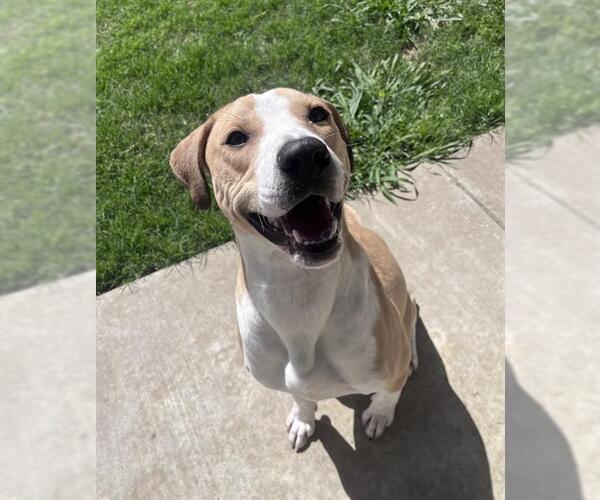Medium Photo #1 American Staffordshire Terrier-Pointer Mix Puppy For Sale in Grand Prairie, TX, USA