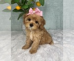 Small #1 Cavapoo