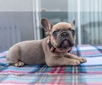Puppy Mocha French Bulldog