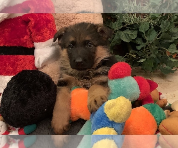Medium Photo #2 German Shepherd Dog Puppy For Sale in WILDOMAR, CA, USA