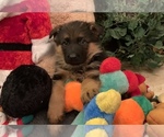 Female pups - Female German Shepherd Dog Puppy for Sale - Photo #2