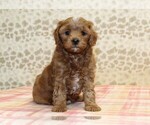 Small Cavapoo