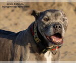Small #6 American Pit Bull Terrier Mix