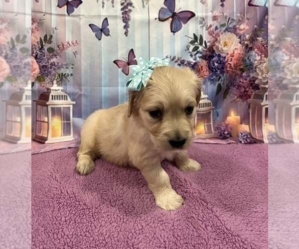 Medium Photo #11 English Cream Golden Retriever Puppy For Sale in BUSHNELL, FL, USA