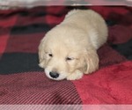 Small #7 Goldendoodle