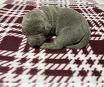 Small #5 Labrador Retriever