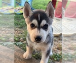 Small #3 Siberian Husky