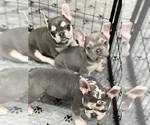 Small #3 French Bulldog
