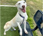 Small #3 Huskies -Labrador Retriever Mix