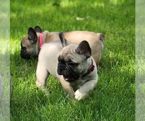 French Bulldog Puppy for Sale in SOLWAY, Minnesota USA