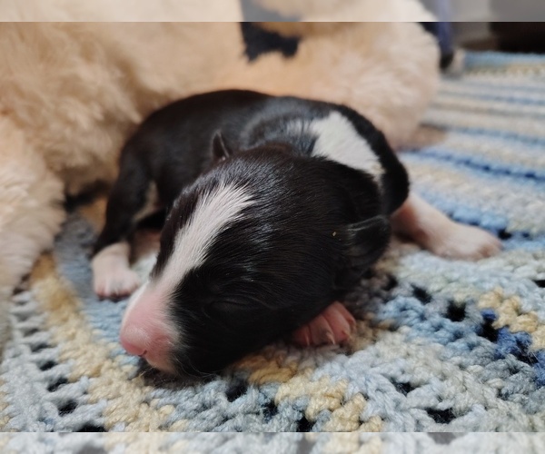 Medium Photo #30 Border Collie Puppy For Sale in NORBORNE, MO, USA
