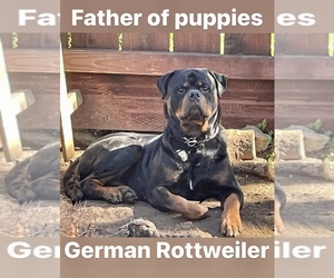 Father of the Rottweiler puppies born on 03/27/2023