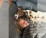Small #31 American Pit Bull Terrier Mix