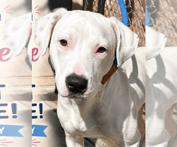 Medium Photo #1 Mutt Puppy For Sale in Jackson , NJ, USA