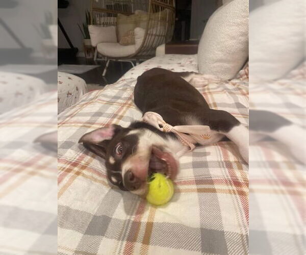 Medium Photo #4 Mutt Puppy For Sale in Springdale, PA, USA