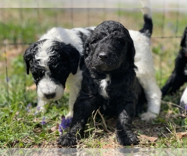 Medium Photo #2 Goldendoodle Puppy For Sale in LOTHIAN, MD, USA