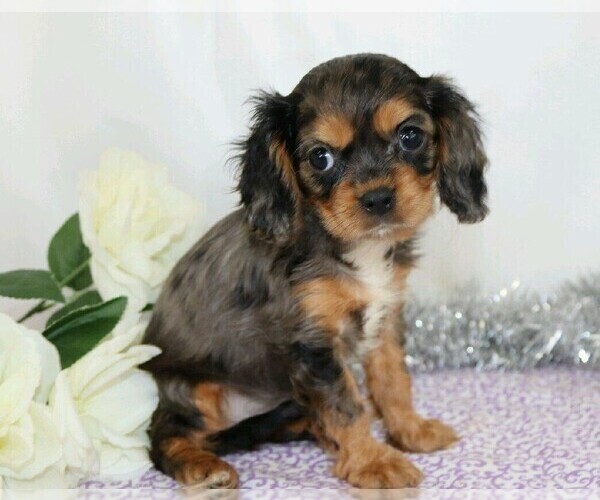 Medium Photo #2 Cavalier King Charles Spaniel Puppy For Sale in FREDERICKSBG, OH, USA