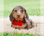 Small #3 Dachshund