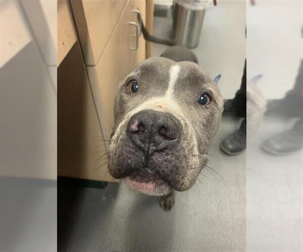 Medium Photo #1 American Pit Bull Terrier Puppy For Sale in Corpus Christi, TX, USA