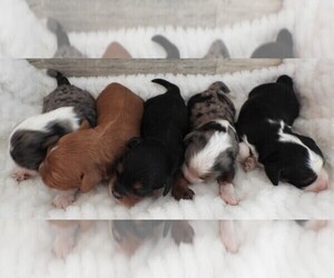 Cavapoo Litter for sale in CARLISLE, KY, USA