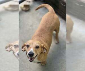 Beagle-Unknown Mix Dogs for adoption in Woodsfield, OH, USA